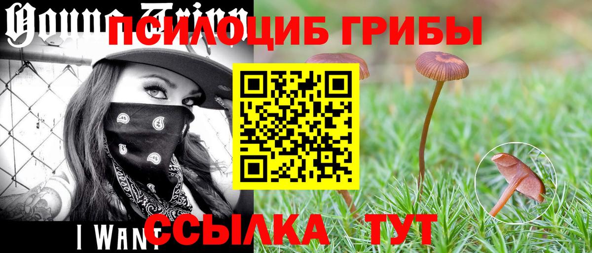 Псилоцибиновые грибы GOLDEN TEACHER  Камень-на-Оби  Псилоцибиновые грибы MAGIC MUSHROOMS 